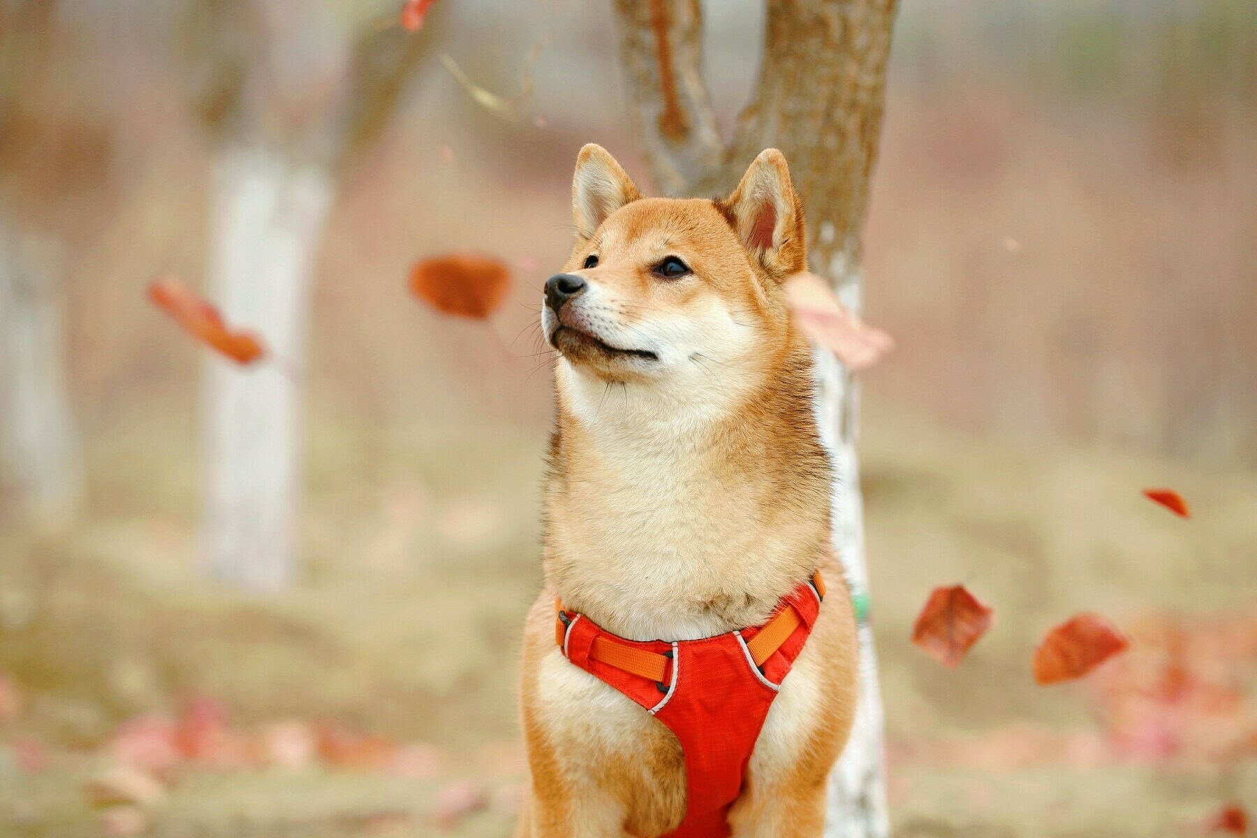 Shiba Inu in a red harness enjoying the fall, blissfully unaware of the crimes being committed in its name. Photo by Jaycee Xie on Unsplash.